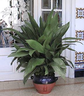 Iron Plant – Aspidistra elatior