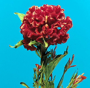 Cockscomb – Celosia argentea var. cristata