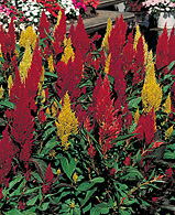 Woolflower – Celosia argentea var. plumosa