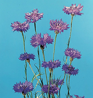 Cornflower – Centaurea cyanus