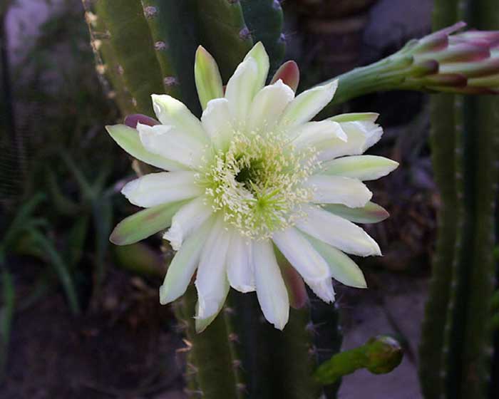 Cactus – Cereus, Notocactus, Opuntia, Echinocactus and Echinopsis spp.