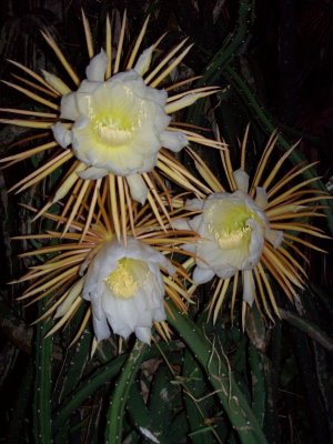 Night Blooming Cereus (pic from Bunny Chic Boutique blog b/c I did not have a camera with me on my run)