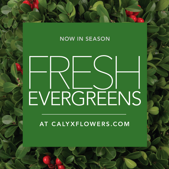 Fresh Evergreens