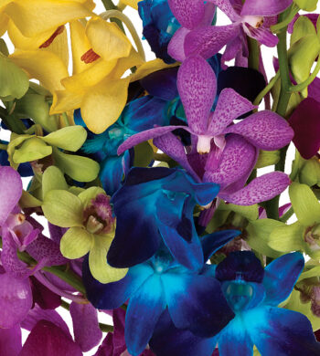 Assorted Rainbow Orchids