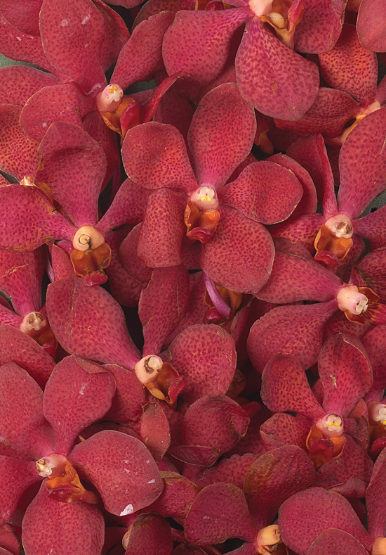  Athena's Garden Fresh Cut Deep Red Mokara Orchids 40