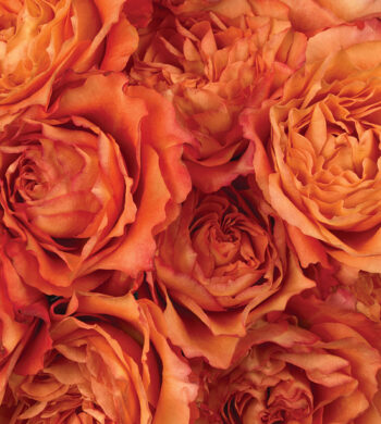 Free Spirit Roses