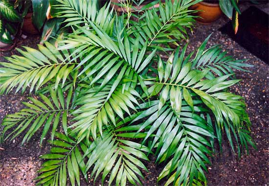 Emerald Palm – Chamaedorea elegans