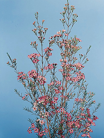 Waxflower – Chamelaucium uncinatum