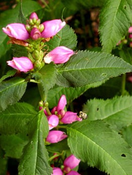 Turtlehead – Chelone spp.