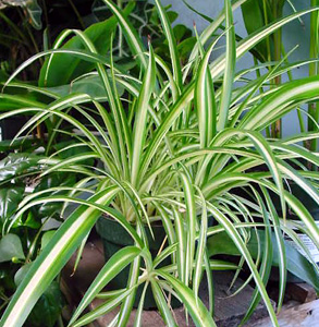 Ribbon Plant – Chlorophytum comosum