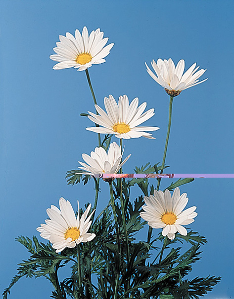 Marguerite Daisy – Argyranthemum frutescens  (Chrysanthemum frutescens)