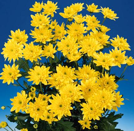 Mum – Chrysanthemum X morifolium (Dendranthema X grandiflorum)