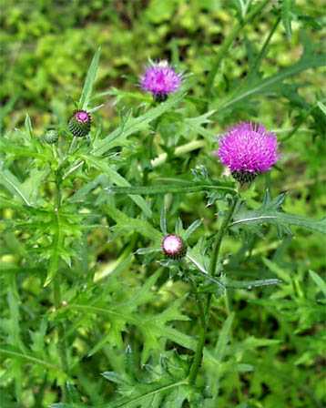 Thistle – Cirsium japonicum