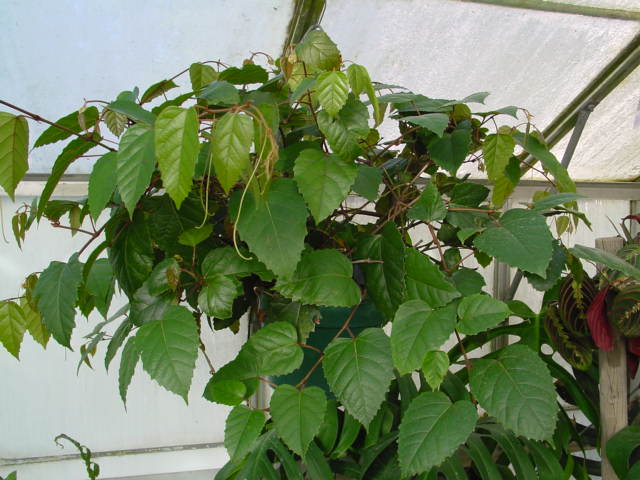 Grape Ivy – Cissus rhombifolia and C. spp.