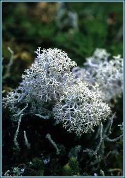 Reindeer Moss – Cladina spp. (Cladonia spp.)