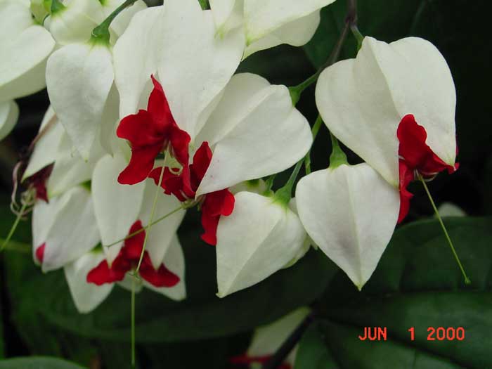 Glorybower – Clerodendrum spp. (mostly C. philippinium)