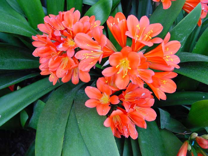 Kaffir Lily – Clivia spp.