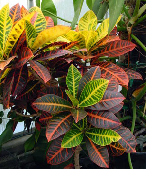 Croton – Codiaeum variegatum