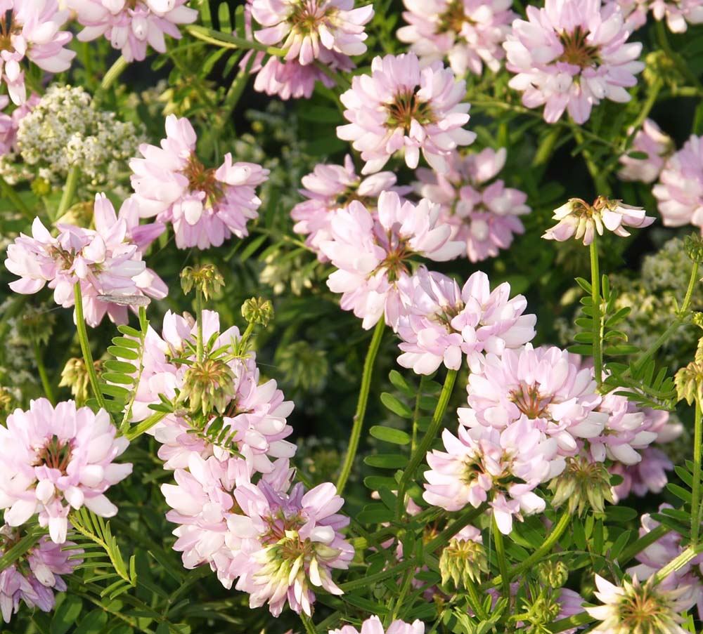 Wildflowers: Crown Vetch