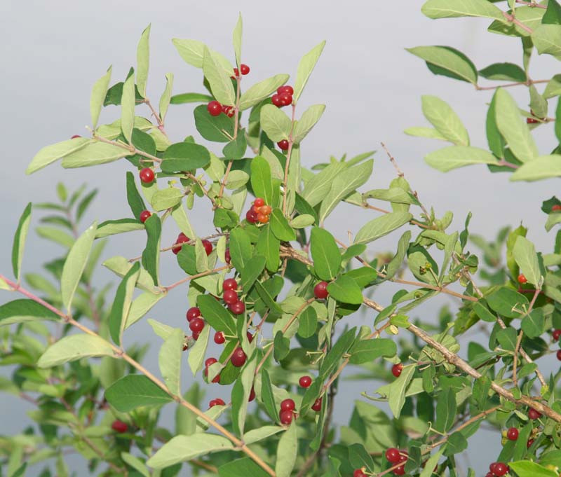 Red Berries