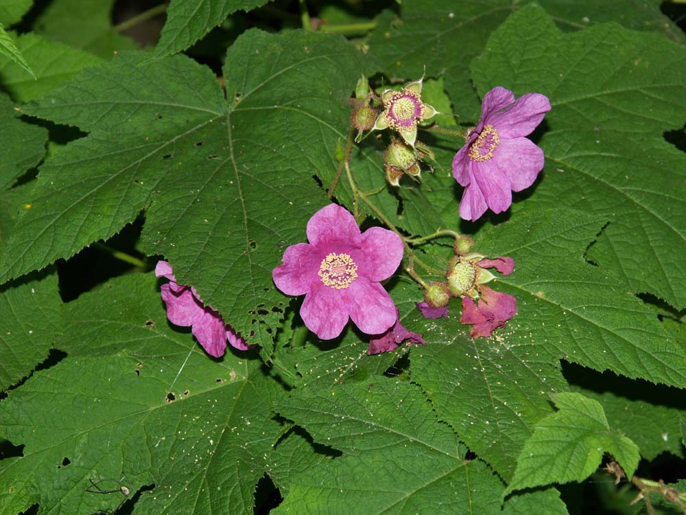 Purple Flowering Raspberry