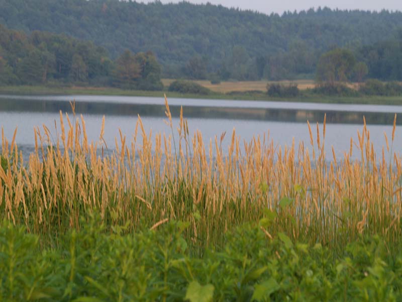 Colchester Pond with view of golden grass