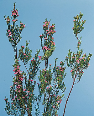 Diosma – Coleonema pulchrum, C. album