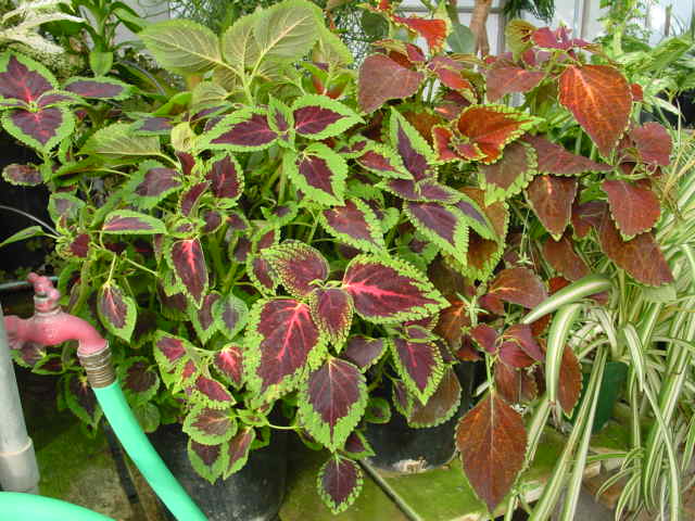 Coleus – Solenostemon scutellarioides (Coleus blumei)