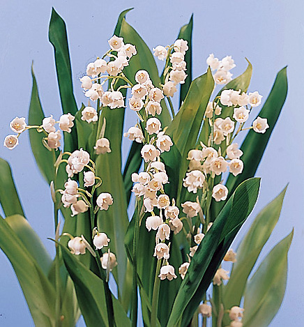 Lily of the Valley – Convallaria majalis