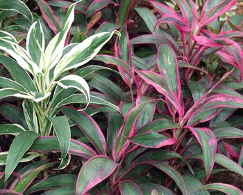 Ti Leaves – Cordyline terminalis