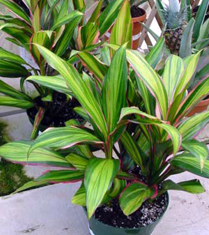 Ti-Plant – Cordyline terminalis