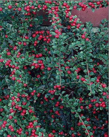 Cotoneaster – Cotoneaster spp.