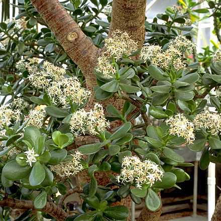 Jade Plant and Silver Jade Plant – Crassula argentea and C. arborescens