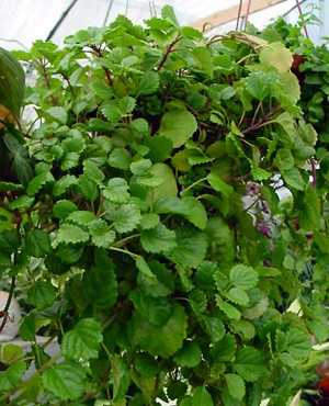 Swedish Ivy – Plectranthus spp.