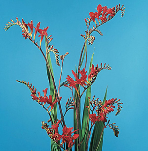 Montbretia – Crocosmia X crocosmiiflora