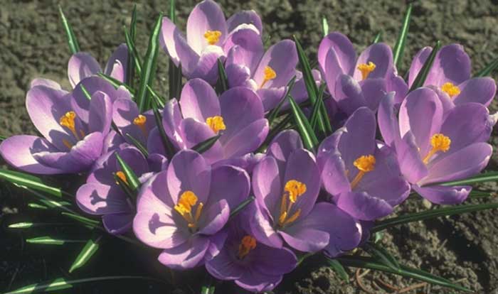 Crocus Crocus Spp Calyx Flowers Inc