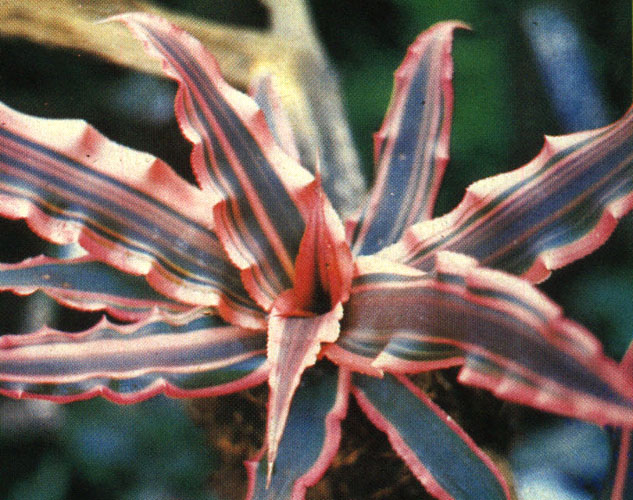 Starfish Plant – Cryptanthus spp.