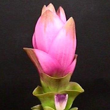 Siam Tulip – Curcuma alismatifolia