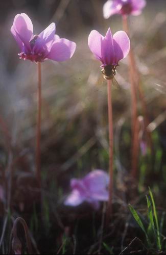 Cyclamen – Cyclamen persicum and C. spp.