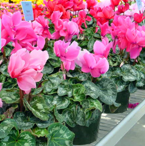 Florists Cyclamen – Cyclamen persicum and C. spp.