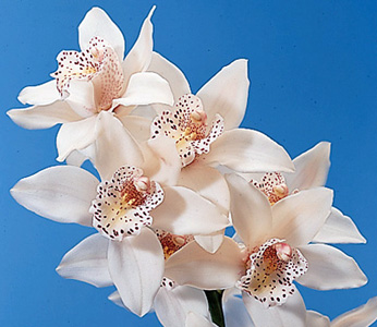 Cymbidium Orchid – Cymbidium spp.