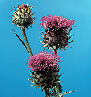 Artichoke – Cynara scolymus