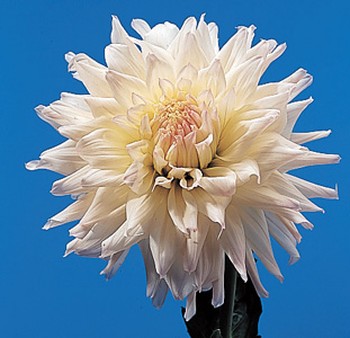 Dahlia – Dahlia spp.