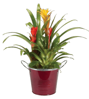 Bromeliad Garden