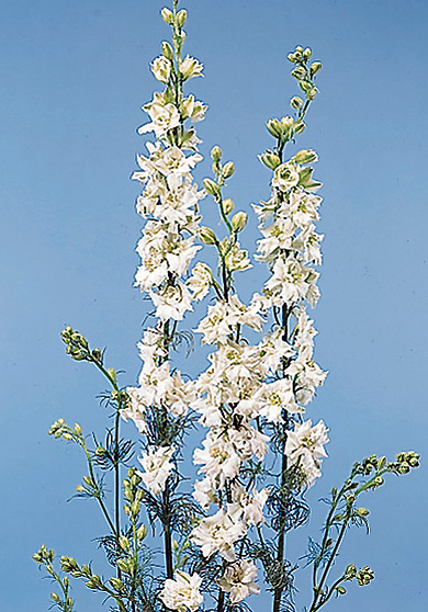 Larkspur – Consolida spp.