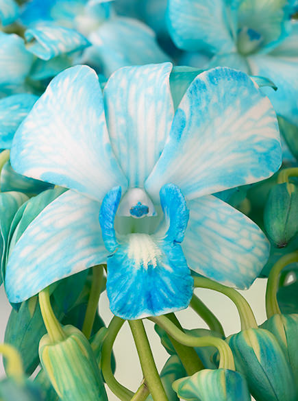 Dend-Fuji-Blue