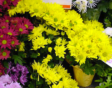 Chrysanthemum – Chrysanthemum X morifolium (Dendranthema X grandiflorum)