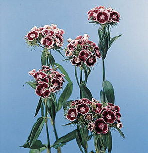 Sweet William – Dianthus barbatus