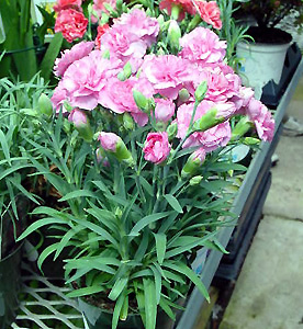 Carnation – Dianthus caryophyllus