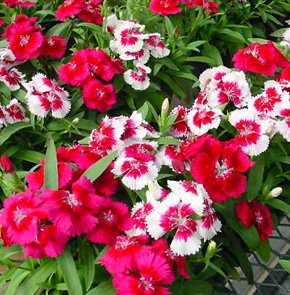 Rainbow Pinks – Dianthus chinensis